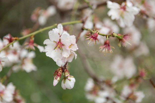 Escena fantástica con flores del almendro