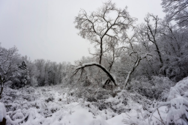 Escena de invierno