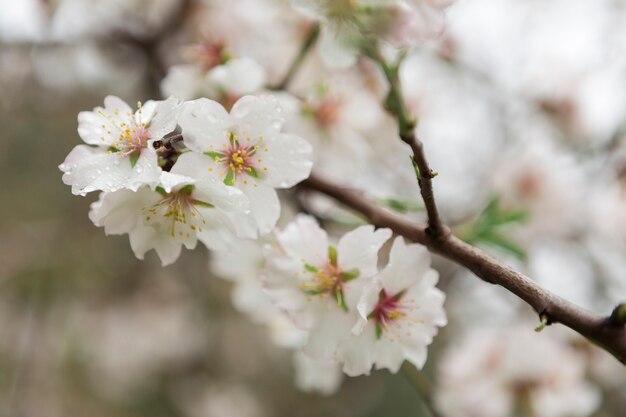 Escena natural de flores del almendro con gotas de agua