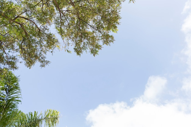 Foto gratuita escena natural con rama de los árboles y el cielo de fondo