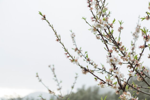 Escena natural de ramitas en flor y cielo de fondo