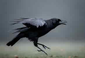 Foto gratuita escena oscura de un cuervo en la naturaleza