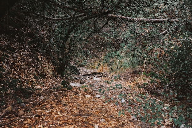 Escena de otoño en bosque