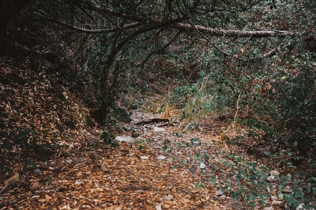 Escena de otoño en bosque