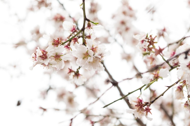 Escena de primavera con flores del almendro bonitas