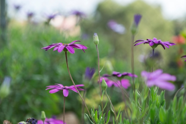 Escena de primavera con flores moradas