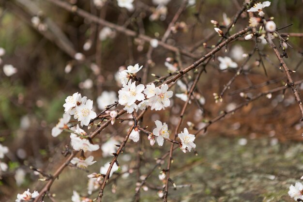 Escena de primavera con ramitas en flor