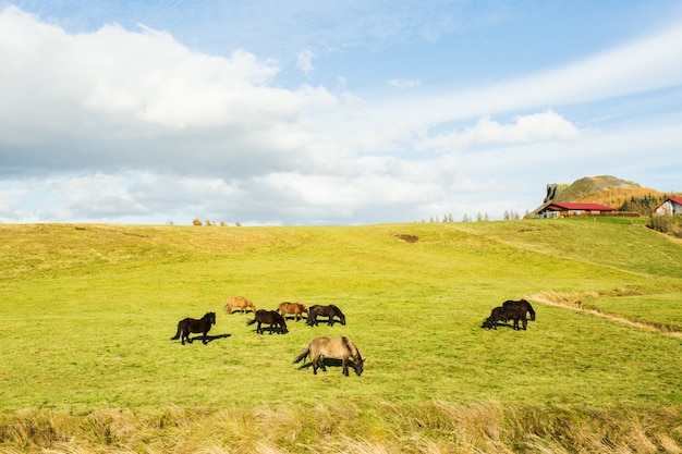 Escena rural