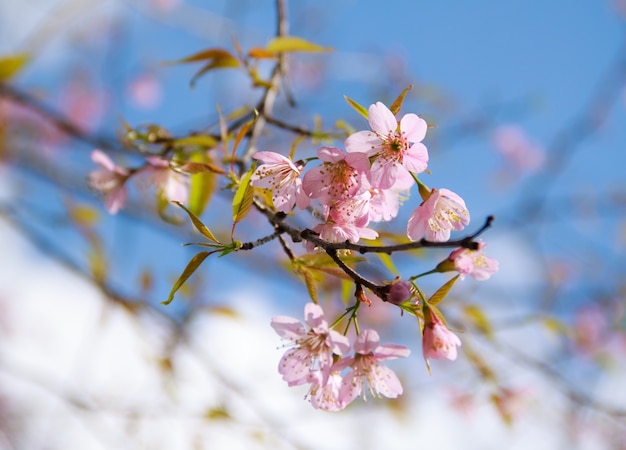 escena segmento de cerezo textura de la naturaleza