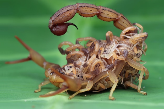 Foto gratuita escorpión hottentotta con bebés en el cuerpo vista frontal del escorpión hottentotta sobre hojas verdes