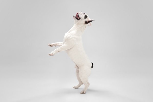 Escuchandote. Perro joven Bulldog francés está planteando. Lindo perrito o mascota blanco-negro juguetón está jugando y parece feliz aislado sobre fondo blanco. Concepto de movimiento, acción, movimiento.