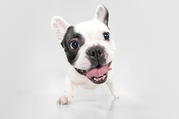 Escuchandote. Perro joven Bulldog francés está planteando. Lindo perrito o mascota blanco-negro juguetón está jugando y parece feliz aislado sobre fondo blanco. Concepto de movimiento, acción, movimiento.
