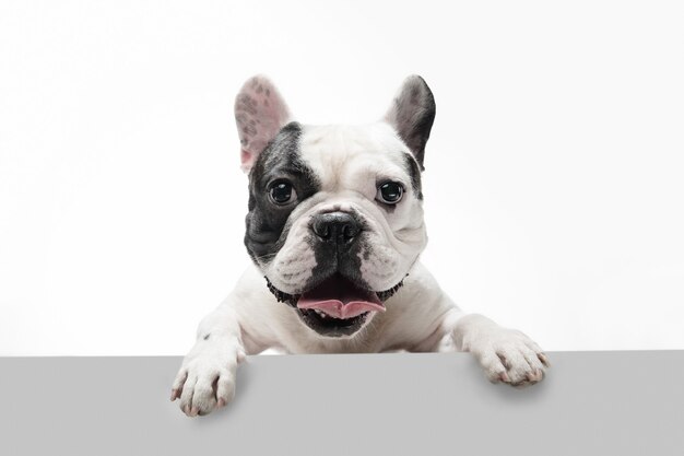 Escuchandote. Perro joven Bulldog francés está planteando. Lindo perrito o mascota blanco-negro juguetón está jugando y parece feliz aislado sobre fondo blanco. Concepto de movimiento, acción, movimiento.