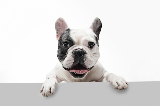 Escuchandote. Perro joven Bulldog francés está planteando. Lindo perrito o mascota blanco-negro juguetón está jugando y parece feliz aislado sobre fondo blanco. Concepto de movimiento, acción, movimiento.