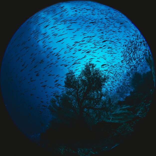 Esfera de acuario en un tanque de pescado