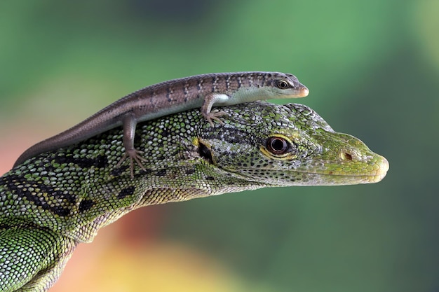 Foto gratuita eslizón de olivo escalar en una cabeza varanus prasinus varanus prasinus y eslizón de olivo closeup