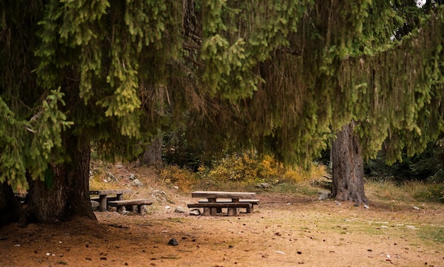 Foto gratuita espacio para la relajación en el bosque despejo equipado para turistas y viajeros en las montañas