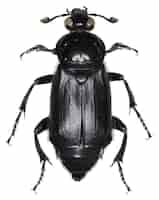 Foto gratuita espécimen de escarabajo humador nicrophorus