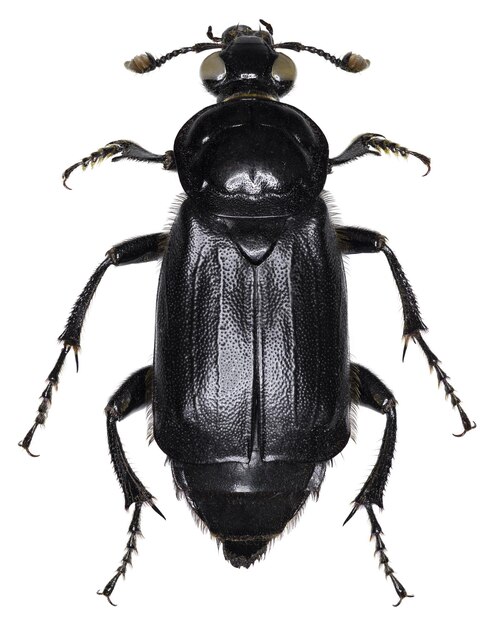 Espécimen de escarabajo humador Nicrophorus