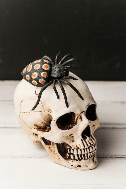 Espeluznante araña de juguete en el cráneo humano