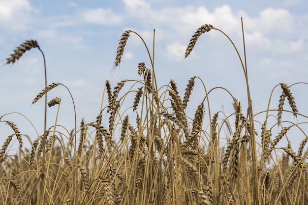 Las espigas maduras de trigo se destacan sobre el fondo del cielo azul de verano.
