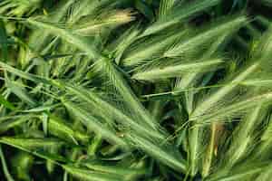 Foto gratuita espiguillas verdes de dispersión de trigo con un fondo borroso