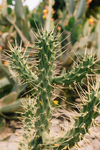 Espinas largas en cactus verdes