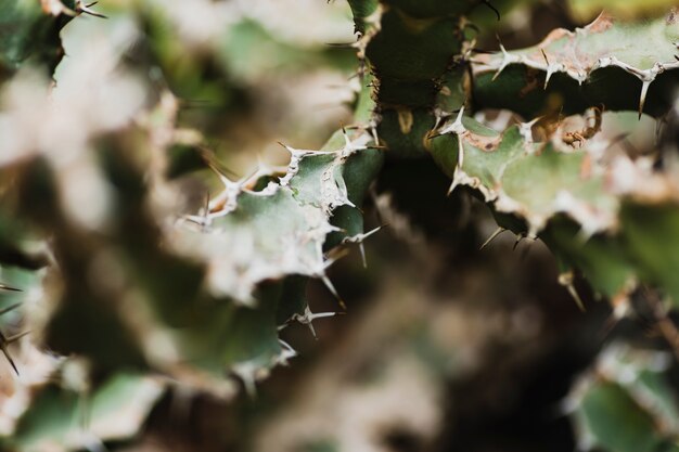 Espinas secas en cactus