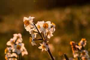 Foto gratuita espino común, espino de una semilla, crataegus monogyna,