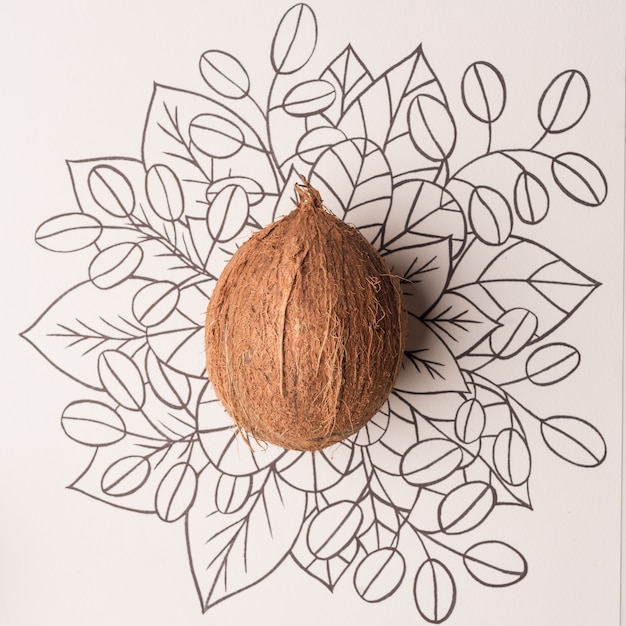 Foto gratuita esquema de fruta de coco floral dibujado a mano