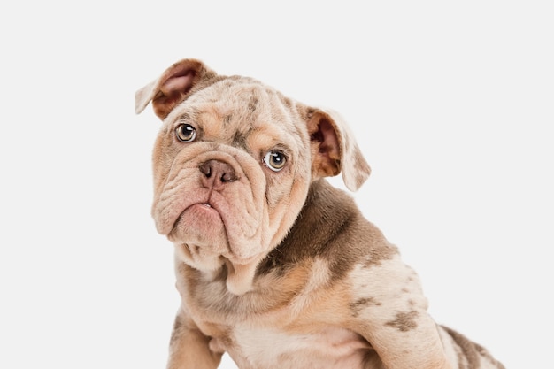 Estado animico. Bulldog francés Merle jugando aislado en la pared blanca. Perrito joven, mascota se ve juguetona, alegre, sincera y amable. Concepto de movimiento, acción, amor de mascotas, dinámica. Copyspace.