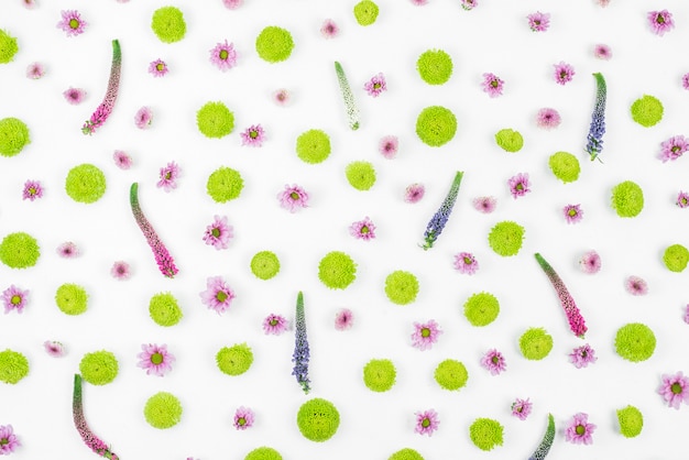 Foto gratuita estampado de flores inconsútil del veronica en el fondo blanco