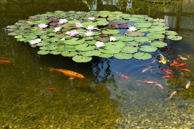 &quot;Estanque con flores y peces&quot;