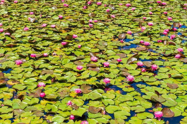 Estanque con hermosas flores de loto sagrado rosa y hojas verdes, ideal para un fondo de pantalla
