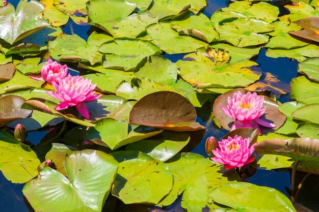 Estanque con hermosas flores de loto sagrado rosa y hojas verdes, ideal para un fondo de pantalla