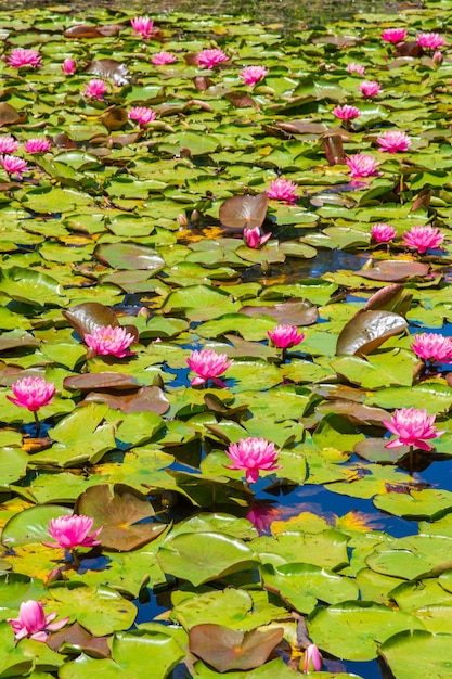 Estanque con hermosas flores de loto sagrado rosa y hojas verdes