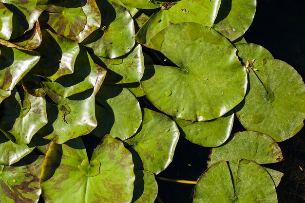 Estanque con hojas verdes