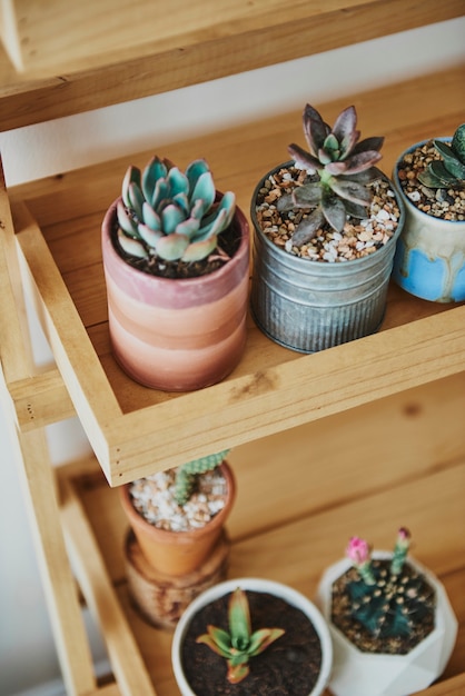 Estante de madera para plantas con lindos cactus pequeños