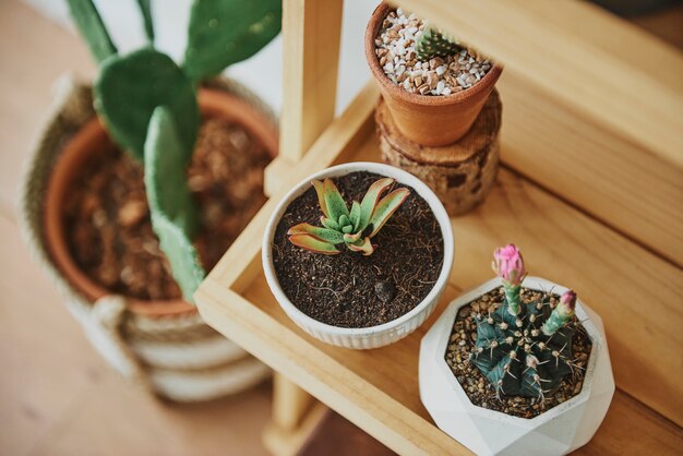 Estante de madera para plantas con lindos cactus pequeños