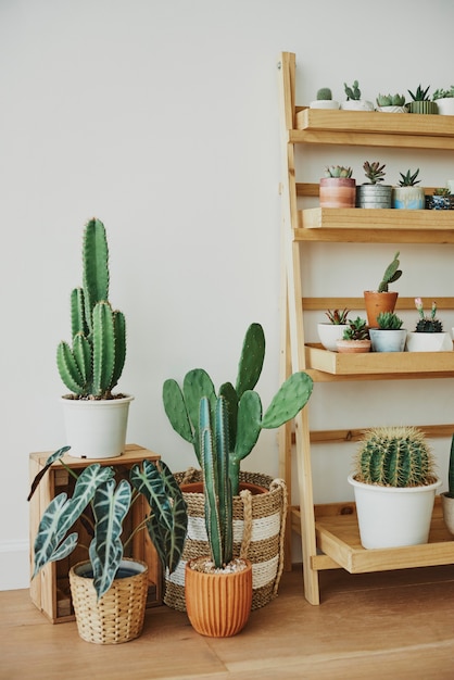 Estante de madera para plantas con lindos cactus pequeños