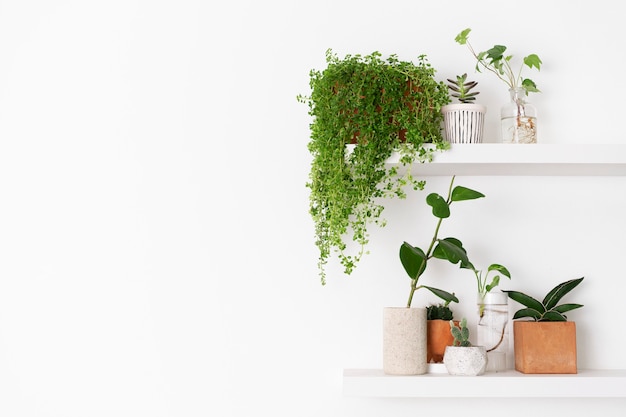 Estante de pared para plantas con espacio en blanco