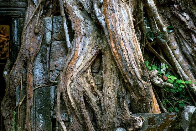 Estatua de bajorrelieve de la cultura jemer en Angkor Wat, Camboya.