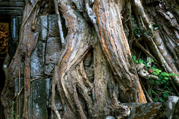 Estatua de bajorrelieve de la cultura jemer en Angkor Wat, Camboya.