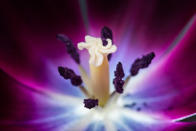 Estigma, pétalos y anteras de un tulipán negro