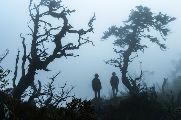 Foto gratuita el estilo oscuro del bosque de aokigahara