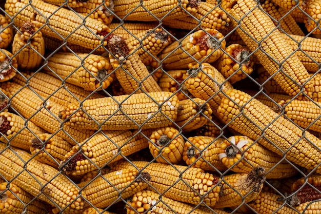 Estilo de vida campestre con mazorcas de maíz