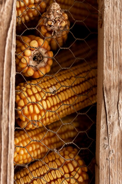 Estilo de vida campestre de mazorcas de maíz