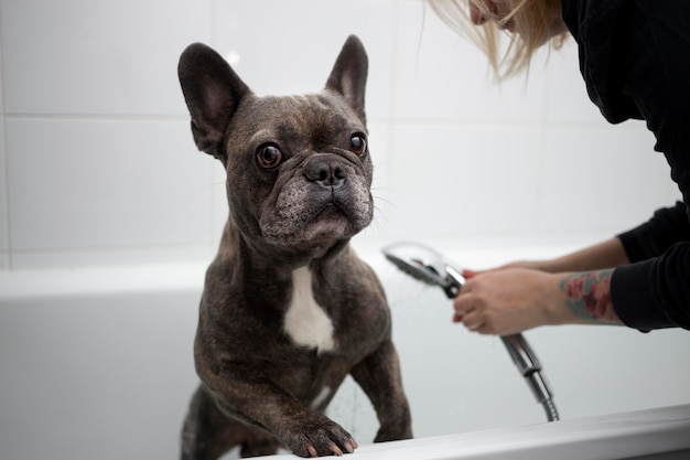 Foto gratuita estilo de vida y cuidado del perro con el dueño.