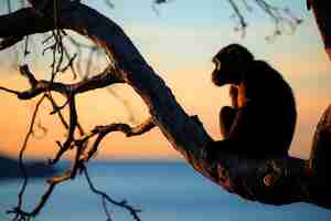 Foto gratuita estilo de vida de los monos vista natural