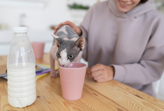 Foto gratuita estilo de vida y retratos de gatos domésticos